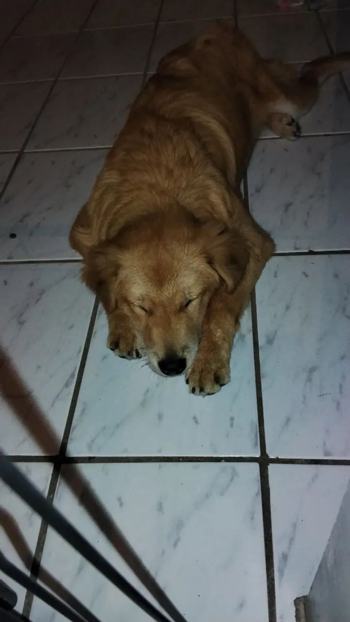 Doação de cachorro 
