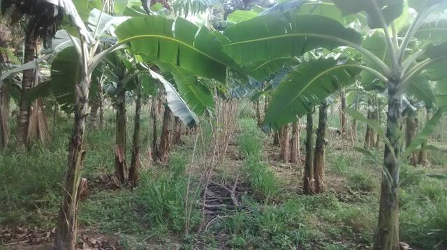 Mudas de banana prata dh2o Sapo e Roxa - Foto 3