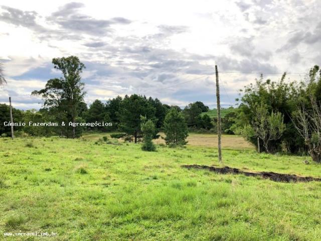 Fazenda para venda em encruzilhada do sul, interior - Foto 6