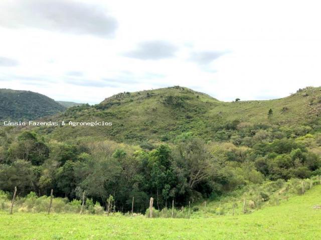 Fazenda para venda em encruzilhada do sul, interior - Foto 3
