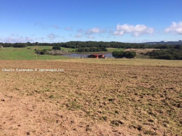 Fazenda para venda em encruzilhada do sul, interior - Foto 3