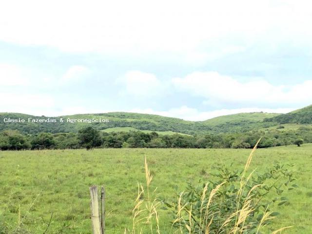 Fazenda para venda em encruzilhada do sul, interior - Foto 4