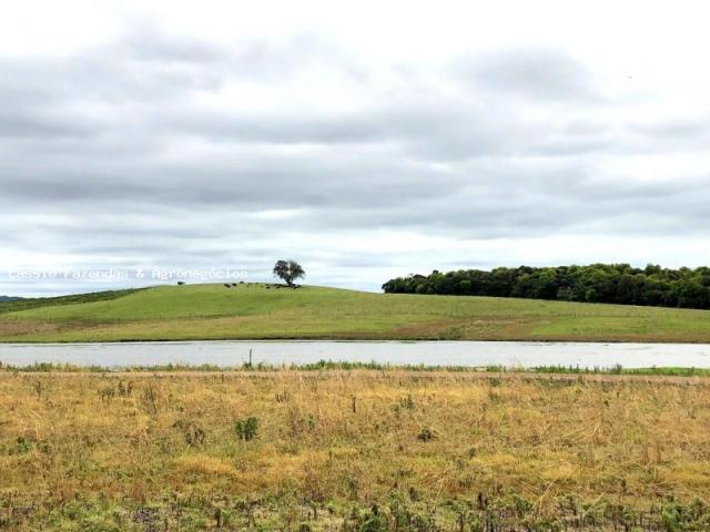 Fazenda para venda em encruzilhada do sul, interior - Foto 6