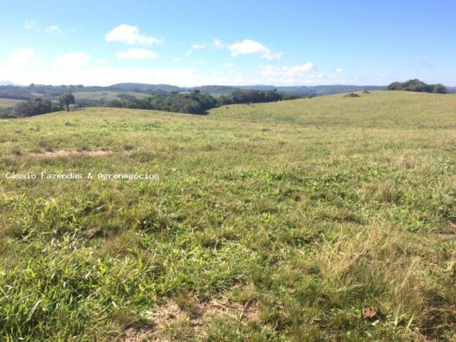 Fazenda para venda em encruzilhada do sul, interior - Foto 12