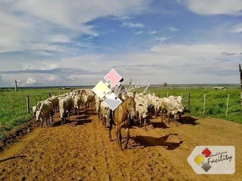 Fazenda rural à venda, centro norte, cuiabá - . - Foto 12