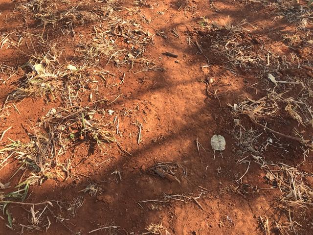 Fazenda 1.240 hectares á venda em jangada - Foto 12
