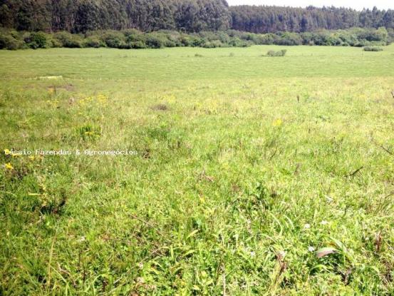 Fazenda para venda em encruzilhada do sul, interior - Foto 3