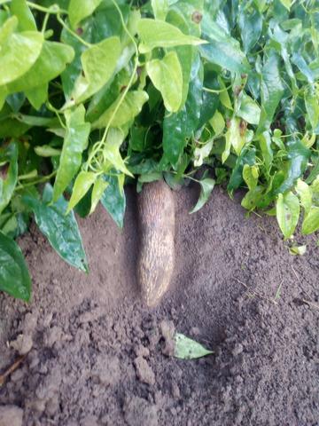 Inhame organico