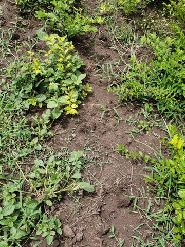 Fazenda 1.240 hectares á venda em jangada - Foto 5