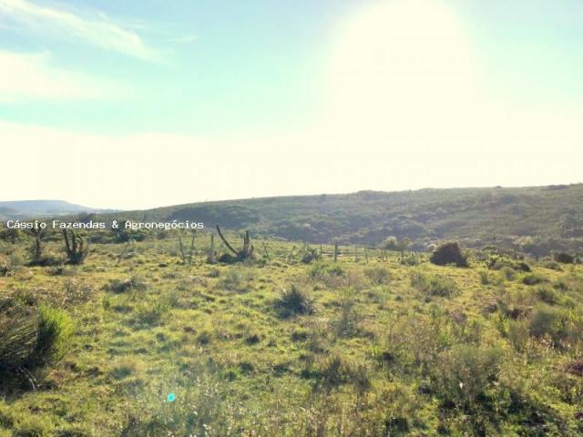 Fazenda para venda em encruzilhada do sul, interior - Foto 4