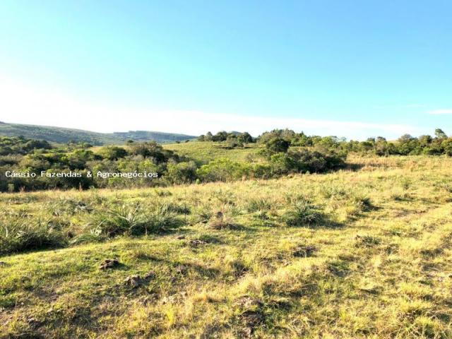 Fazenda para venda em encruzilhada do sul, interior - Foto 2