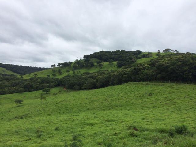 Fazenda rural à venda em Roncador - PR - 52 alqueires. - Foto 13