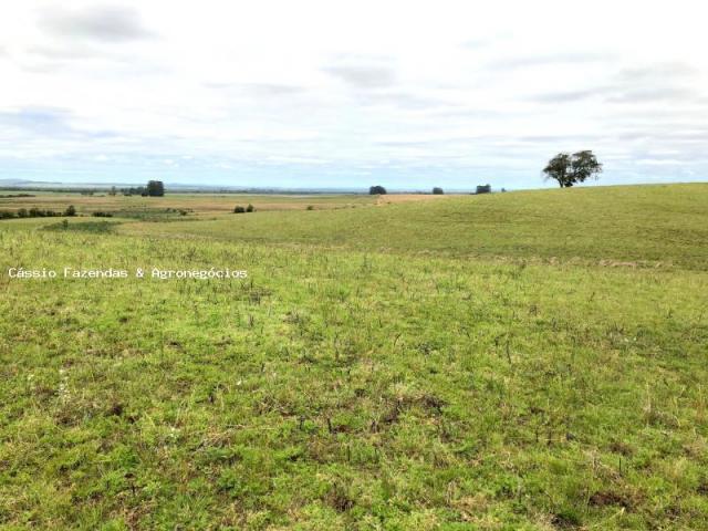 Fazenda para venda em encruzilhada do sul, interior - Foto 3