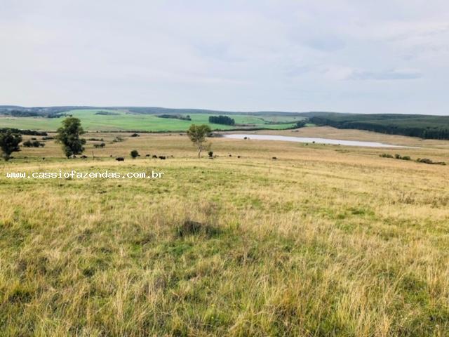Fazenda para venda em encruzilhada do sul, interior
