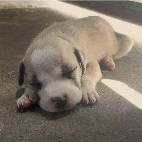 Filhotes de American Bully com Pitbull Red Nose - Foto 4