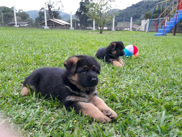 Filhote Pastor Alemão com Pedigree - Foto 3