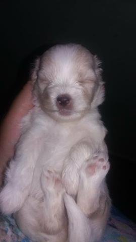 Poodle - Foto 2