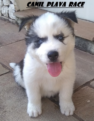 Canil De Husky Siberiano Em Ribeirao Preto Husky Siberiano Machos Diferenciados Varias Cores C Pedigree Cachorros E Acessorios Centro Ribeirao Preto 793099345 Olx