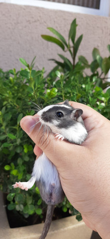 Gerbil (gerbilselvagem) - Foto 4