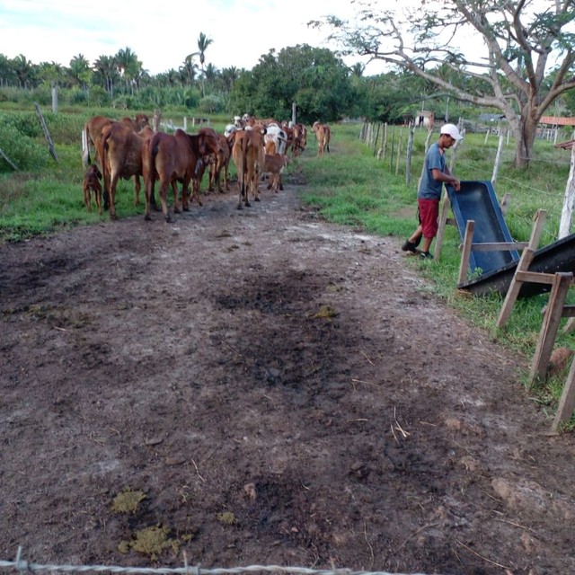 Fazenda de 96 ha em Miranda do Norte - Foto 5