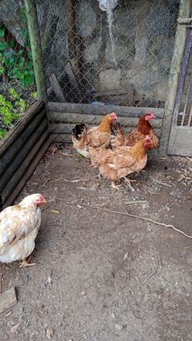 Vendo 12 galinhas e 1 galo da marca Embrapa - Foto 2