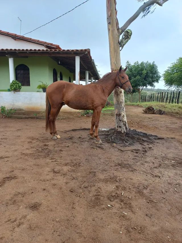 Cavalo