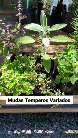 MUDAS DE TEMPEROS VARIADOS 