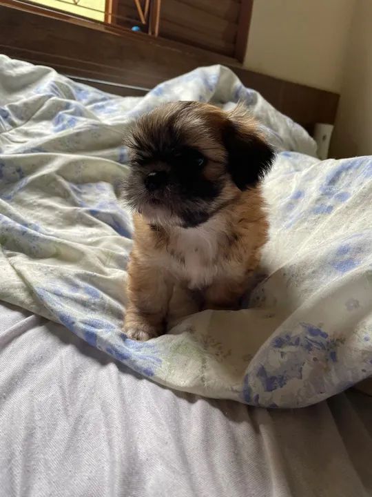 Filhote Shih Tzu - Foto 6