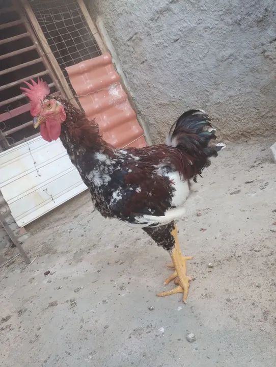 Pintos das raça Rhode slande GSB como está na fotos  - Foto 4