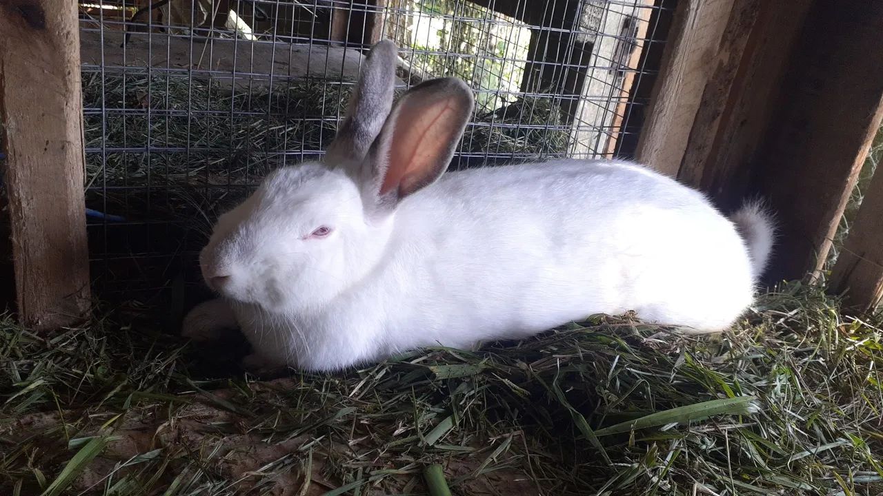 coelhos ? nova Zelândia  e Califórnia  - Foto 2