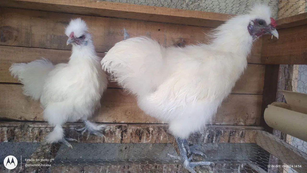 Casal de Sedosas do Japão 