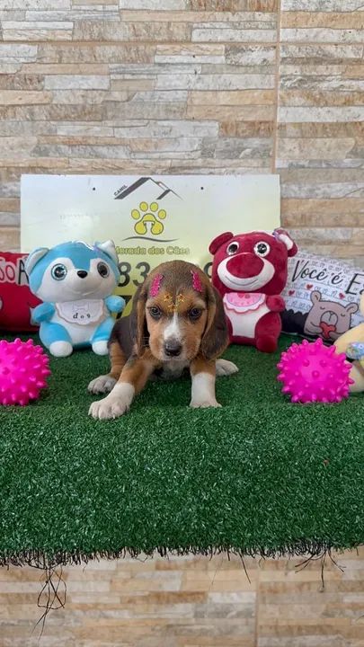 BEAGLE PURICIMO COM GARANTIA POR ESCRITO NO CONTRATO  - Foto 3