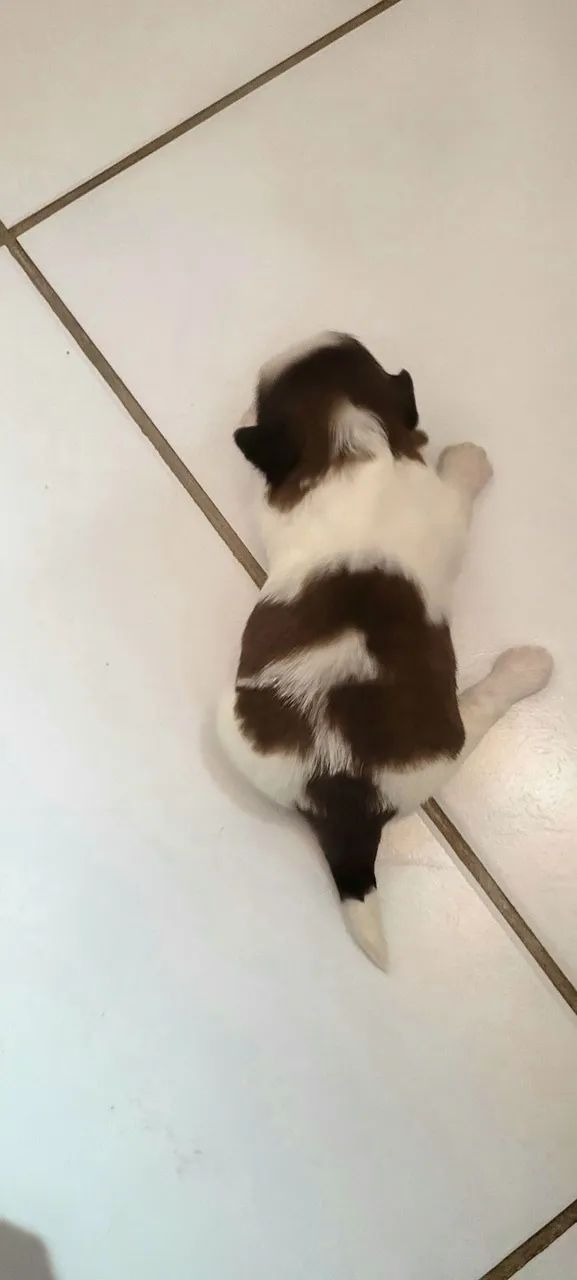 Filhotes Shih Tzu para venda  - Foto 2