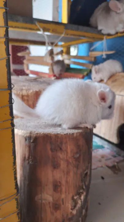 filhotes de chinchila  - Foto 2