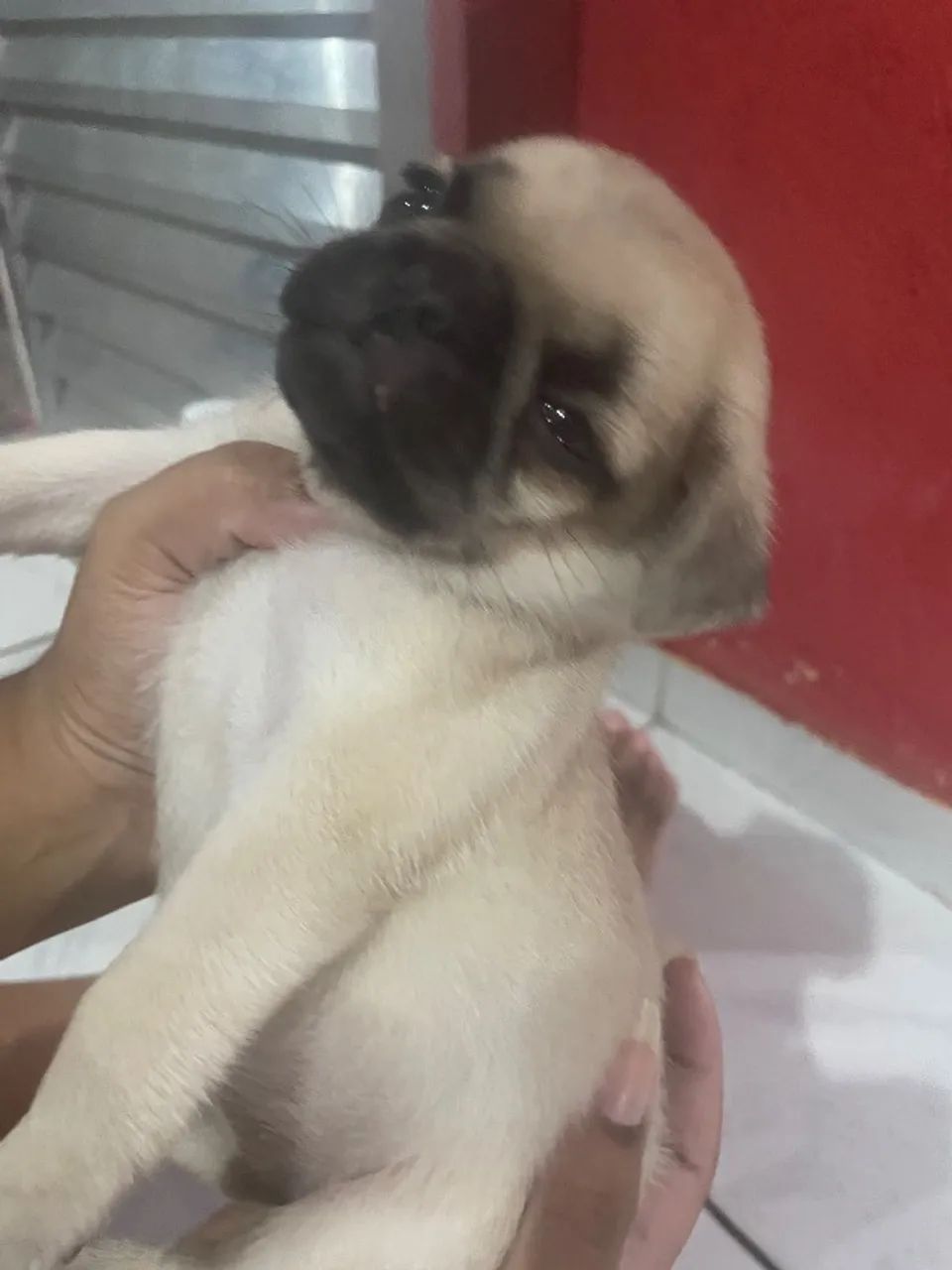 Filhote de Pug - Foto 4