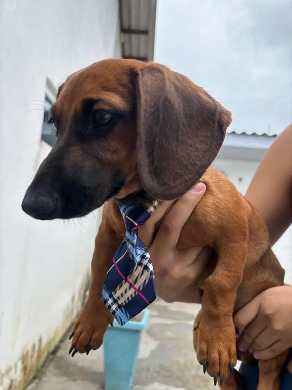 Filhote de dachshund "salsicha"