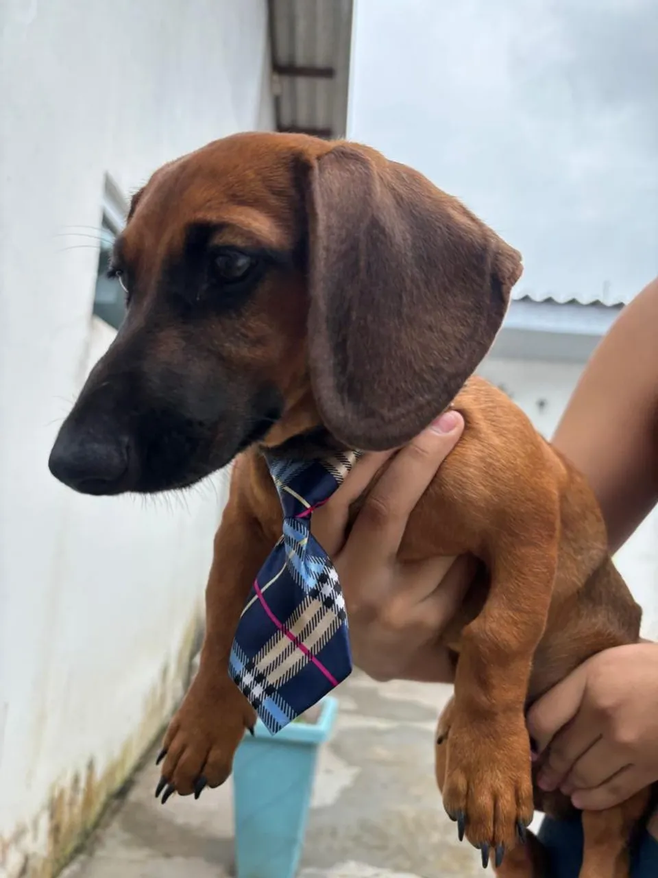 Filhote de dachshund "salsicha"