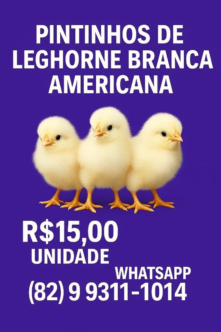 Pintinhos de leghorne americana