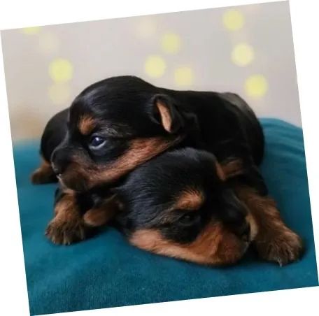 Yorkshire Pequeno Fêmea Linda e Super Carinhosa