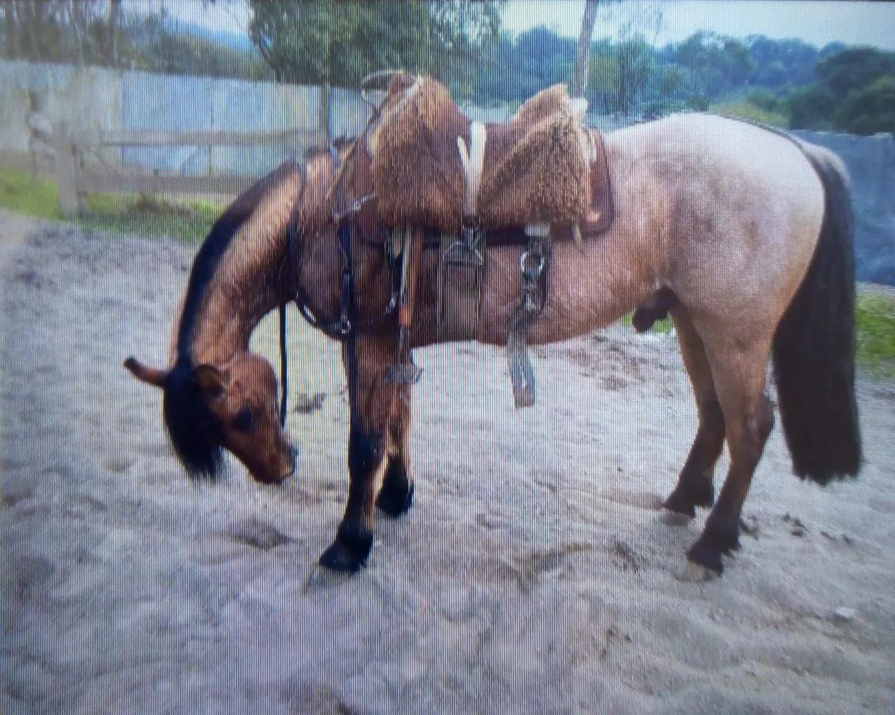 Cavalo top pro laço - barato!