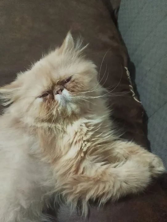 Lindo casal de gato persa - Foto 4