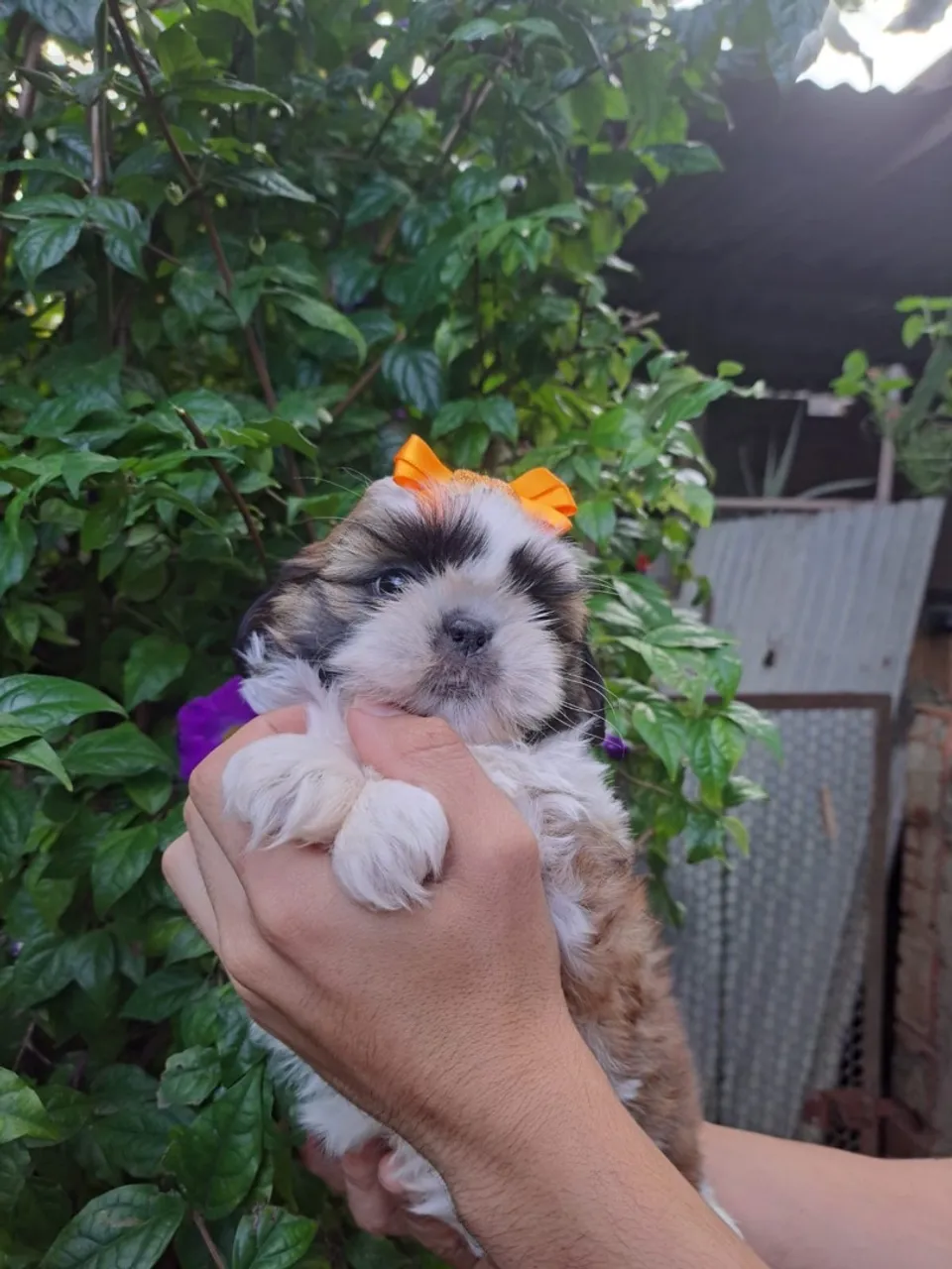 Filhote Shih Tzu com Laço - Fofura Garantida!