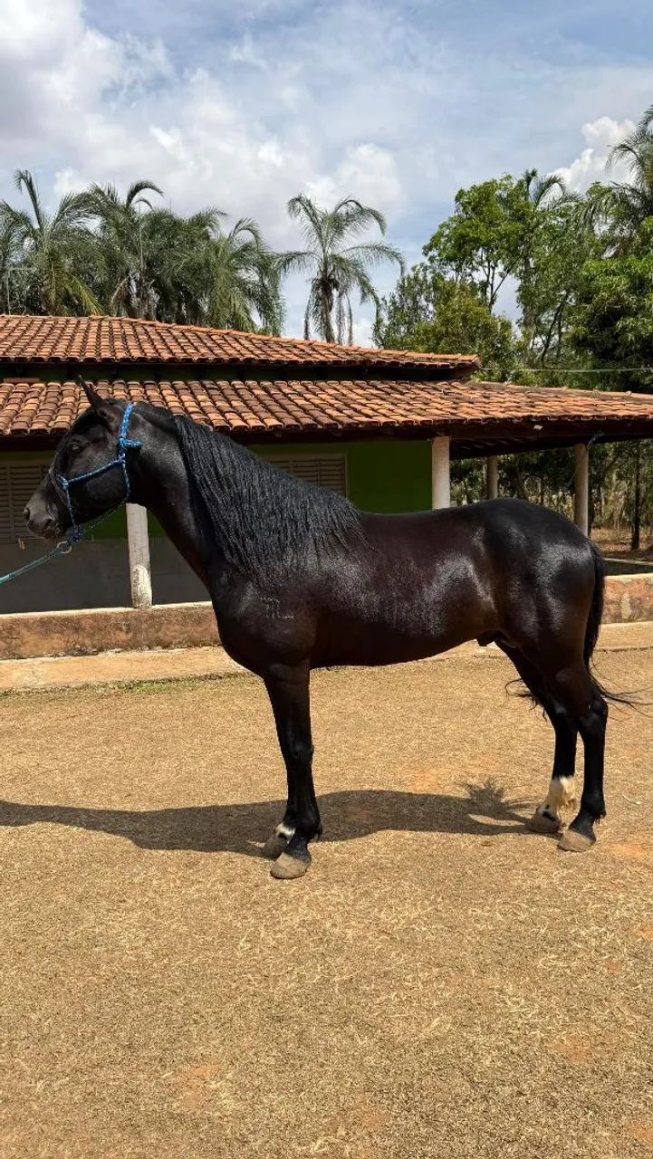 Vendo cavalo mangalarga marchador