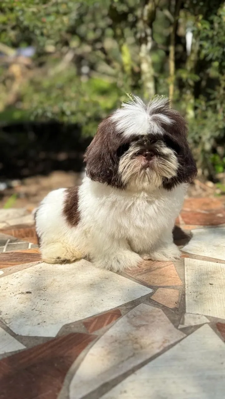 Filhote de Shih Tzu machos e fêmeas na promoção
