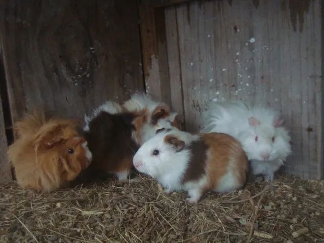 Porquinho da India, Alpaca, Sheltie, Peruano, Abissinio, Inglês, Angora, em Imbé RS - Foto 6