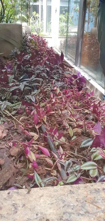 Jardinagem  - Foto 4