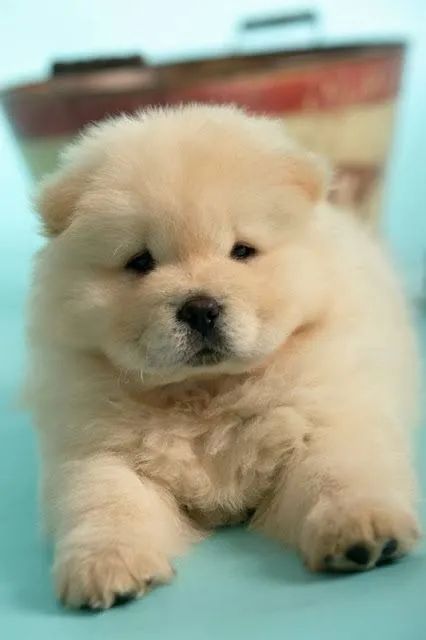 Charme com os Chow chow 