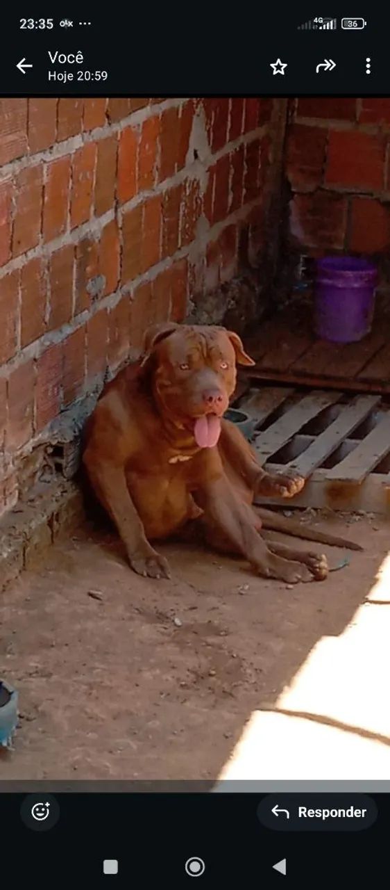 Filhote de Pitmonster  - Foto 3