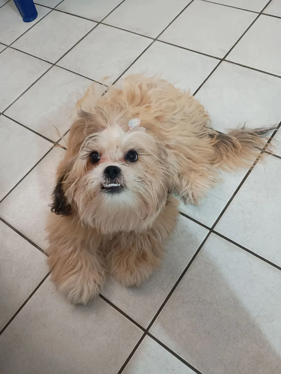 Lhasa Apso  fofa e charmosa