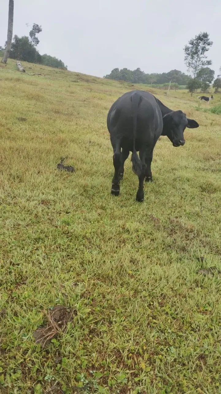 Terneiro de corte (boi) - Foto 2